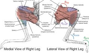 Maximize performance & minimize injuries. Diagram Of The Muscles Considered In This Analysis Muscles Are Colored Download Scientific Diagram