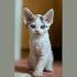 DEVON REX KITTENS of JUMANJI CATTERY