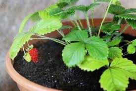 Arrosage des fraisiers en pot. Planter Des Fraisiers En Pot Gamm Vert Jardinage En Pots Cultiver Fraisier