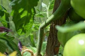 You can use florist tape, electrician's tape or just plant scotch tape. How Should I Repair A Partially Broken Stem With Lots Of Tomatoes Gardening Landscaping Stack Exchange