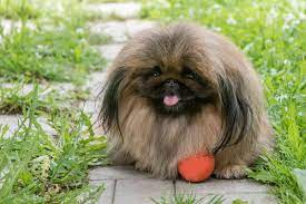11 Double Coated Dog Breeds For Harsh Weather