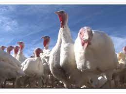 Самые новые твиты от maple lawn farms (@maplelawnfarms): 6 Turkey Farms Near Bel Air Bel Air Md Patch