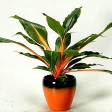 There doesn't seem to be much information that is easy to find about it, however. Indoors Houseplants Tagged Easy Houseplant Smart Seeds Emporium