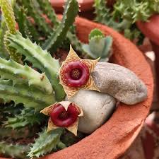 Image result for Huernia zebrina