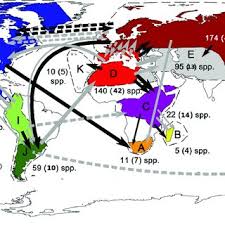 Image result for Pseudobromus engleri