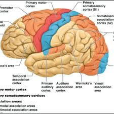 It receives inputs from the medial geniculate nucleus. Gives Us A Broad View Of The Area Of The Auditory Cortex The Area Of Download Scientific Diagram