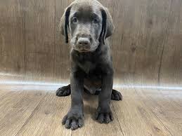 Smith farms labradors breeds top quality, american and english build labradors. Labrador Retriever Puppies Petland Lancaster Ohio