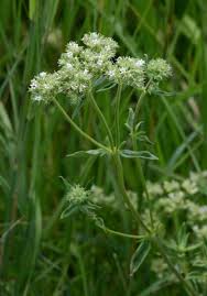 Image result for Agathisanthemum