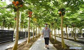 It's perfectly doable, though, thanks to the numerous dwarf tropical fruit trees that take well to containers and flower and fruit at a young age. Farmers Grow Tropical Fruits In Northeast China Global Times