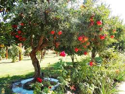 Know that bacteria can survive for long periods of time in orange if your tree doesn't have the food needed it will likely have a hard time producing. Horticultural Section In The Bio Pro Eco Zone Agro Https Bioproecozone Wordpress Com Bioproagrozone Garden Trees Plants Tree