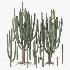 Learn the tools you need the most first. Cactus 3d Models For Download Turbosquid