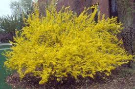 Nothing Says Hello Spring Like A Forsythia Living Further South Than Where I Grew Up I Al Perennial Garden Plans Perennial Shrubs Low Maintenance Plants