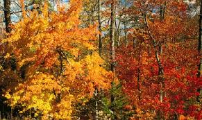 Illustration set of 18 autumn leaf silhouettes. Fall Color Trail