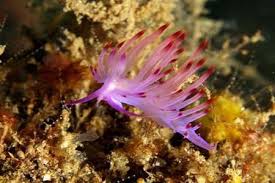 Image result for Neocussonia umbellifera