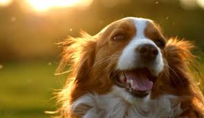 Hours may change under current circumstances Mobile Veterinarian Tulsa Pet Care Ok Vet Clinic 74137 Mobile Veterinary Hospital Of Tulsa