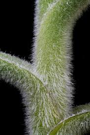 Listed in the rhs plant finder. Plant Oddities Tillandsia Crocata Copper Penny An Facebook
