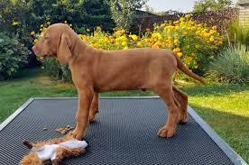 Image result for maďarský krátkosrstý ohař