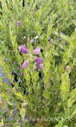 Image result for Polygala marensis