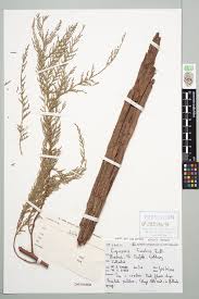 Image result for Cupressus funebris