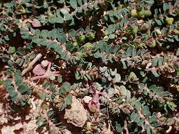 Image result for Euphorbia schimperiana