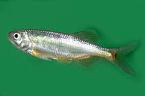 It is found in pakistan, india, nepal, bangladesh, sri lanka, bhutan and myanmar. Fish Identification