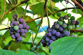 Get to know about our winegrowing practices prior to their partnership, both bill and chris had numerous years of experience growing grapes in texas. How New York Became The Third Largest Wine Producing State