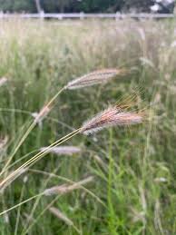 Image result for Dichanthium sericeum