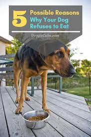 Pin On Dog Behavior