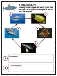 Great White Shark Facts Worksheets Habitat Information