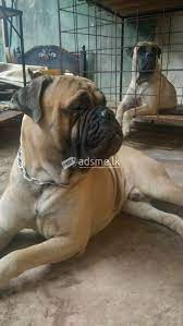 Dog 3d models for download, files in 3ds, max, c4d, maya, blend, obj, fbx with low poly, animated, rigged, game, and vr options. Welcome To Adsme Lk Sri Lanka S Largest Free Classified Advertising Platform