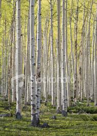 Birch Trees In Colorado Birch Trees In Colorado Photo Tree Birch Tree Tree