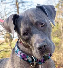Preparing for your new great dane puppy's other medical needs is also mandatory. Dog For Adoption Argenta A Great Dane Weimaraner Mix In Lambertville Nj Petfinder