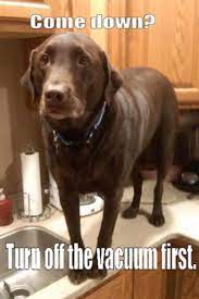 Hilarious And Funniest Dog Memes Of The Day 50 Pics Funny Animal Pictures Funny Dogs Funny Animals