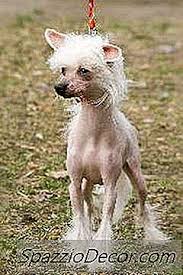 Trova la foto stock perfetta di bassotto dai capelli lunghi. Che Tipo Di Cani Hanno I Capelli Non La Pelliccia 2022