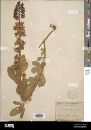 Image result for Crotalaria recta