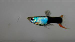 Algae and spirulina are also excellent staple foods for guppies. Best Homemade Guppy Food Diy Fish Food