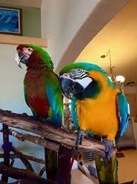 A Warm Welcome To These Two Lovely Macaws Who Winged Their Way To Us From Out Of State With The Hope Of Finding A Special And Loving Ho Parrot Pet Animals