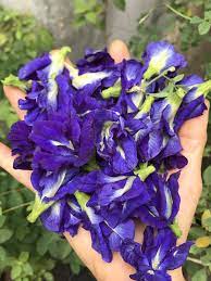 Fresh Blue Butterfly Pea Flower From Dar Products Garden Butterfly Pea Flower Butterfly Pea Beautiful Flowers
