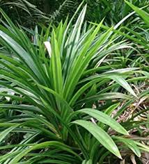 Pandan plant photo by izham khalid. Amazon Com Pandan Plant