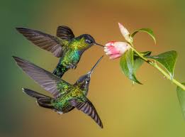 Mar 13, 2021 · trying hummingbird nectar recipes with honey or other sugars. Why Does Sugar Water Made For Hummingbirds Turn Cloudy