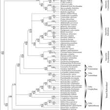 Image result for Trichostachys microcarpa