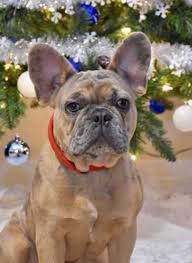 The muzzle is broad and deep with a the skin is loose, forming wrinkles around the head and shoulders. Blue Merle French Bulldog Everything You Wanted To Know Ethical Frenchie