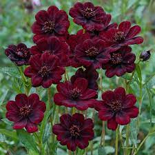 Cosmos Atrosanguineus Chocamocha Thomocha Pbr Chocolate Cosmos Chocolate Cosmos Spring Flowering Bulbs Bulb Flowers