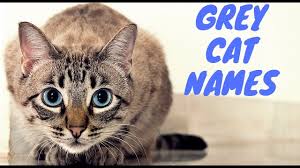 Here's a list of tabby cat names that will go along with your kitty's distinctive appearance. Grey Cat Names Best 50 Names For Your Grey Cat Youtube