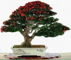 Berbagai Pohon Bonsai Penjing Cina Yang Menawan Dan Indah Untuk Di Miliki Bennisobekti Com