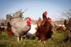 L'exploitation doit engager en bio une surface suffisante pour épandre les effluents des poules pondeuses (afin de respecter un épandage maximum de 170 kg d'azote organique par hectare. Creer Un Elevage De Poules Pondeuses Tout Savoir