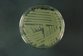 Image result for Pseudomonas syringae