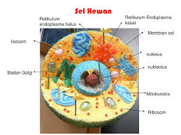 They have a large cell and a smaller cell. Ppt Organisasi Kehidupan Sel Powerpoint Presentation Free Download Id 6282642