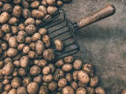 Potatoes grown in pots become almost a different vegetable. How To Grow Potatoes In Bags Easy Step By Step Guide Growing Family