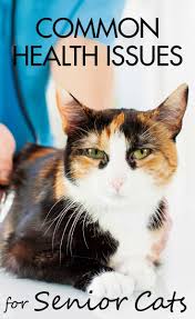 Common Health Issues For Senior Cats Senior Cat Care Senior Cat Cat Health